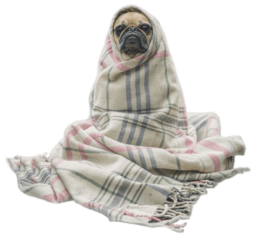 The Pug In A Rug